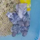 فروخ روز فرخ