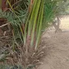 نخل طيب للبيع جميع الاحجام متوفره