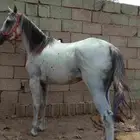 فرس شعبيه