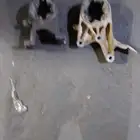 شبك بريفيا 2015