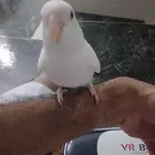 للبيع روزالبينو اليف