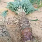 فسائل للبيع مجدول