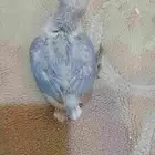 طير روز للبيع