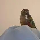 كنيور جرين شيك ضايع