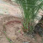 نخل للبيع على مترين الى ثلاثه متر