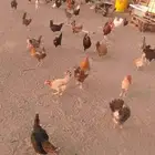 دجاج بلدي بياض