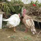 2ذكور رومي وانثئ