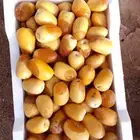 يوجدلديناخلاص مناصيف خراف يومي علا10ريال