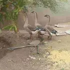 وز عراقي