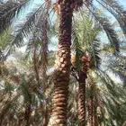 نقوم بتكريب النخيل وقلع وغرس وتحويض من يريد يتوصل علا الخاص