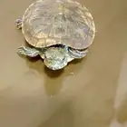 سلحفاه برمائيه