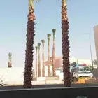 نخل واشنطونيا