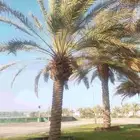 جميع انواع النخل العربي من المتر الى سته متر ج