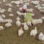 دجاج لاحم ببلاش عرض خاص ومحدود .