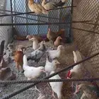 دجاج عمر شهرين