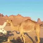 للبيع