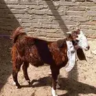 تيس هولندي صنف
