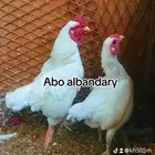 دجاج فارسي قزم