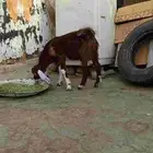 تيس هولندي
