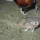 ديك ذكر بلدي للبيع على السوم