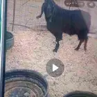تيس فحل للبيع