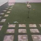 طير الاثرياء. فلامنقو
