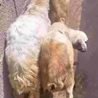 ثلاثه فران تربيه