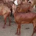 غنم دهم