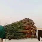 نخل للبيع الشرقية الدمام الخبر بقيق صلاصل الفردانيه الحساء
