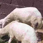 فرير ورخل