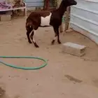 نعجه للبيع