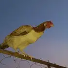 ادياك للبيع