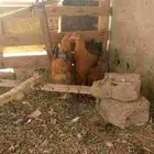 ديوك ثلاث انواع