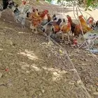 دجاج بلدي عدد 50