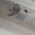 يا جماعة الخير قطو هو وعياله