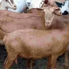 غنم دهم مشروط