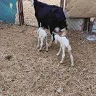 اعرض لكم نعجه متوم
