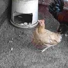 ديكه بلدي