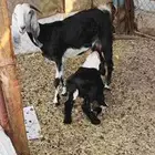اعرض لكم جفره معها طلي