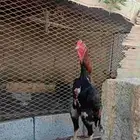 ديك شامو يباني