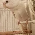 ذكر كروان منتج للبيع بي 180