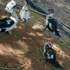 بسم الله ماشالله بط للبيع العدد 8