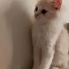 قطه انثى مطعمه كل شي مع أغراضه والكل والتراب حقها