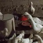بط عمر 3شهور جاهز للذبح