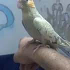 كروان نوعه الفراشه وهدد ولا يعض ولزقه ينشبلك