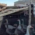 وز بلدي للبيع