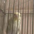 عصفور للبيع