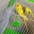 يقول تقول ايوه لبسه عبيه حليه بابا جاء بابا ء الله