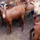 غنم دهم دفيع وقرايب فيه مناتيج 3