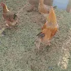 دجاج براهما